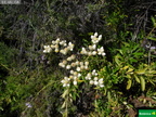 Gnaphalium californicum cf.