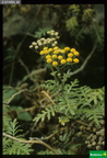 Gonospermum gomerae