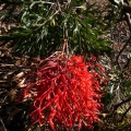 Grevillea bipinnatifida ornamental