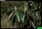 Gynoxis buxifolia