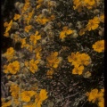 Helianthemum caput-felis