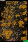 Helianthemum caput-felis