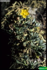 Helianthemum thymiphyllum cf.