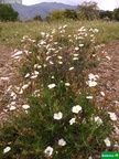 Helianthemum umbelatum subsp. viscosum