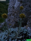Helichrysum ambiguum