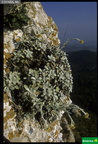 Helichrysum lamarcki