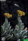 Helichrysum webbii