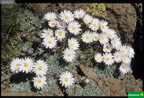 Hellichrysum noillfordiae