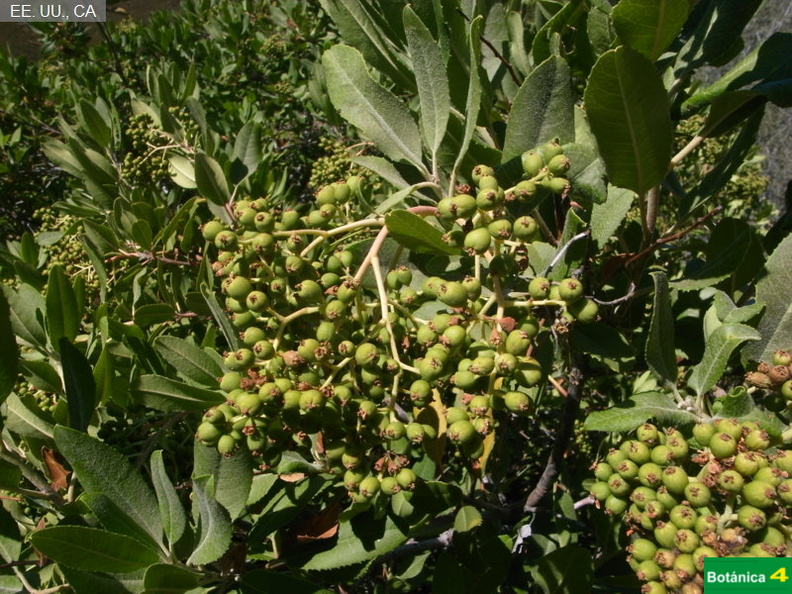 Heteromeles arbutifolia fdl-2.jpg