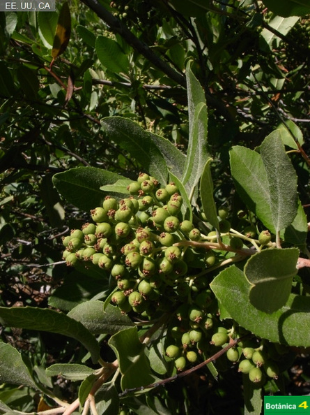 Heteromeles arbutifolia fdl-1.jpg