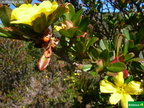 Hibbertia sp.