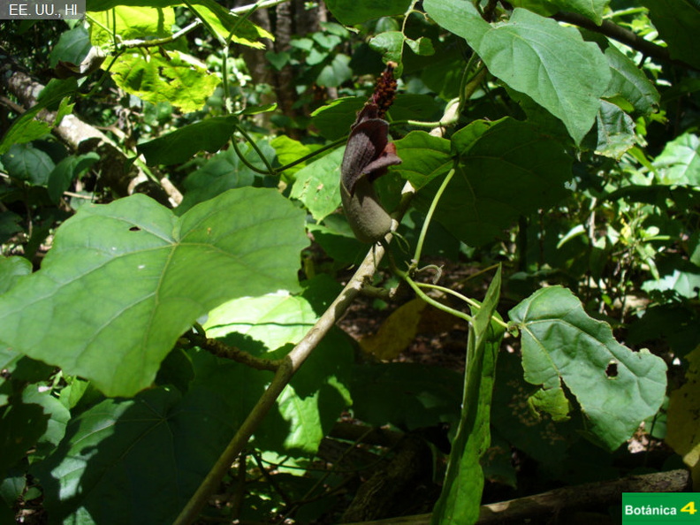 Hibiscadelphus giffardianus fdl-1.jpg