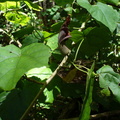 Hibiscadelphus giffardianus