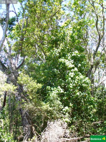 Hibiscadelphus giffardianus fdl-2.jpg