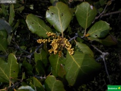 Ilex rotundifolia subsp. ballota