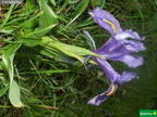 Iris planifolia cf.