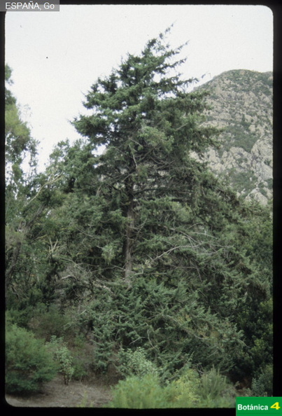 Juniperus cedrus fdl.jpg