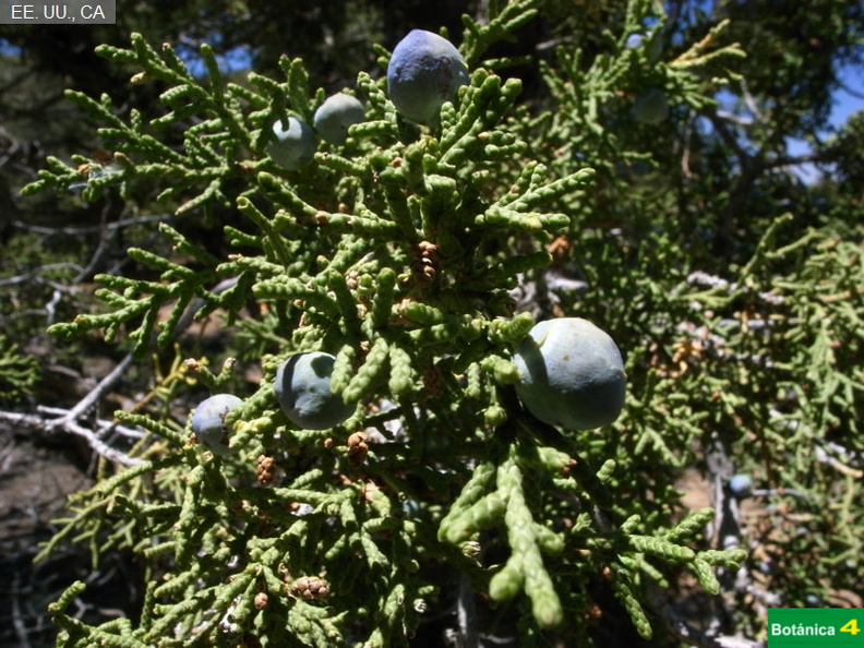 Juniperus cf.jpg
