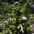 Juniperus cf. californica