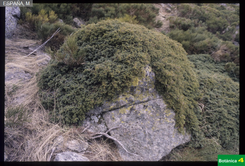Juniperus communis fdl.jpg