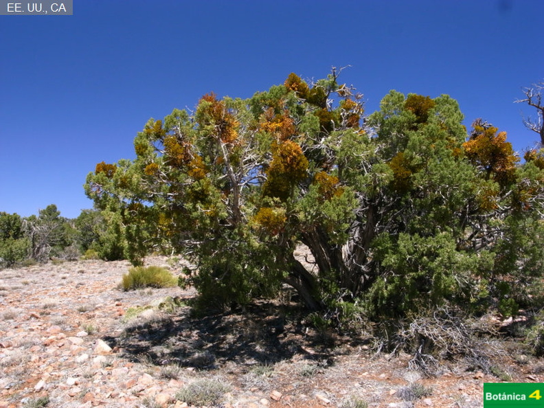 Juniperus cf-1.jpg