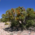 Juniperus cf. californica