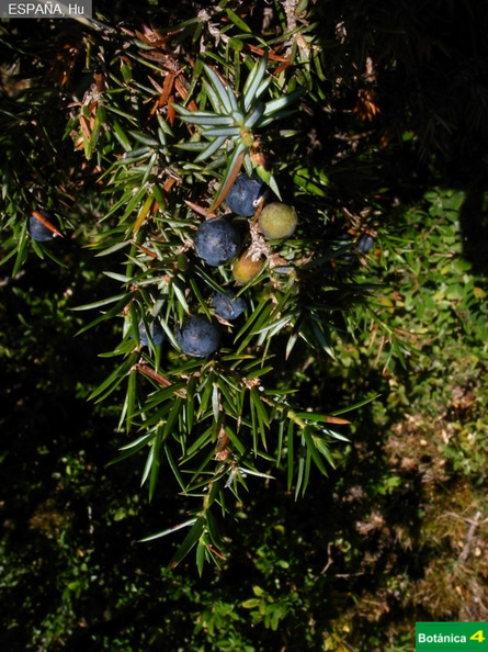 Juniperus communis fdl-1.jpg