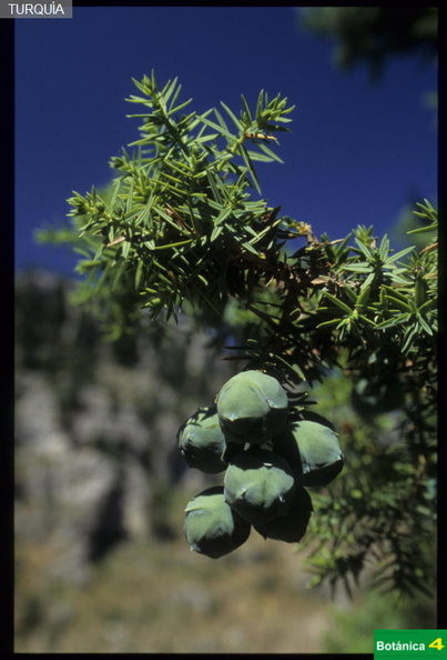 Juniperus drupacea fdl.jpg