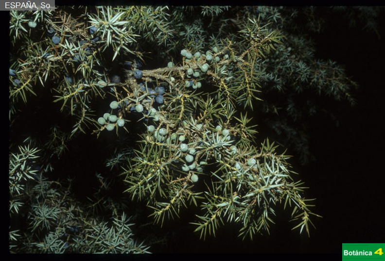Juniperus communis subsp.jpg