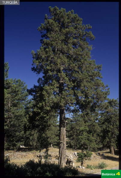 Juniperus excelsa fdl.jpg