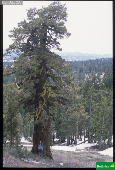 Juniperus occidentalis fdl.jpg