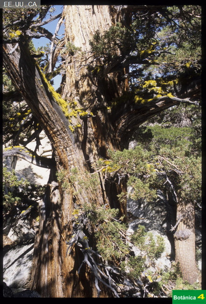 Juniperus occidentalis fdl-2.jpg
