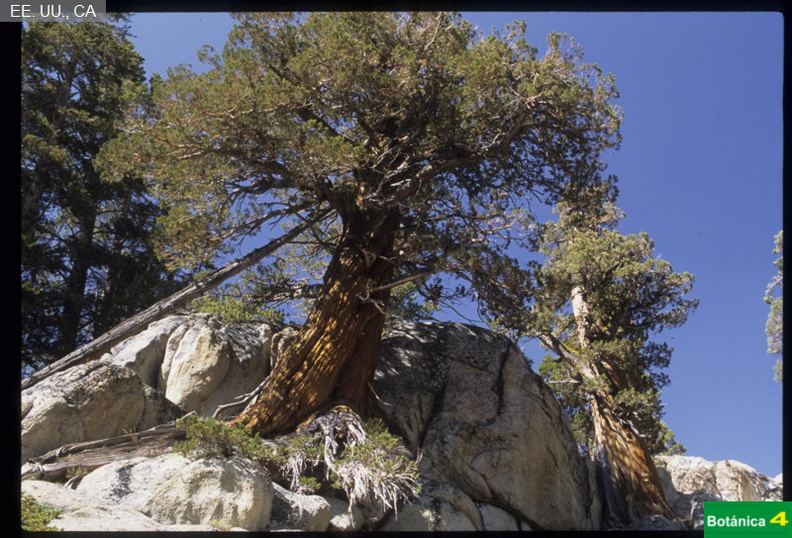 Juniperus occidentalis fdl-1.jpg