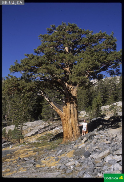 Juniperus occidentalis fdl-3.jpg
