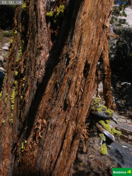 Juniperus occidentalis fdl-5.jpg