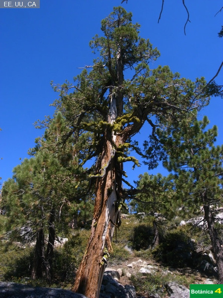 Juniperus occidentalis fdl-4.jpg