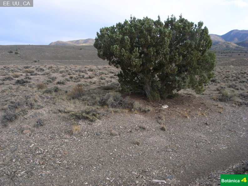 Juniperus osteosperma fdl.jpg