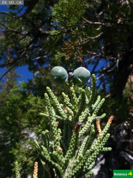 Juniperus occidentalis fdl-6.jpg