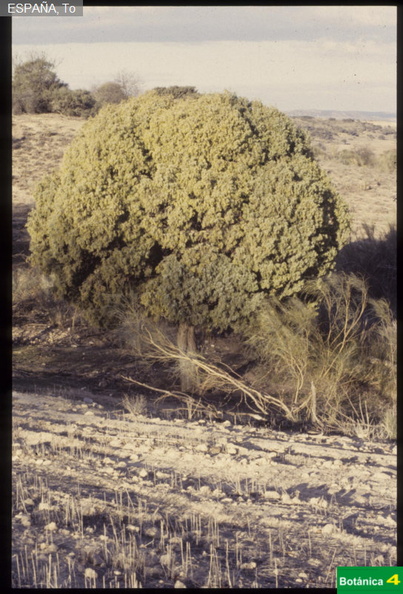 Juniperus oxycedrus fdl.jpg
