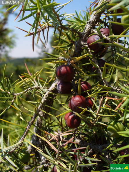 Juniperus oxycedrus fdl-2.jpg