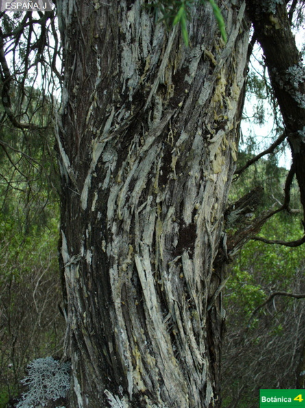 Juniperus oxycedrus fdl-1.jpg