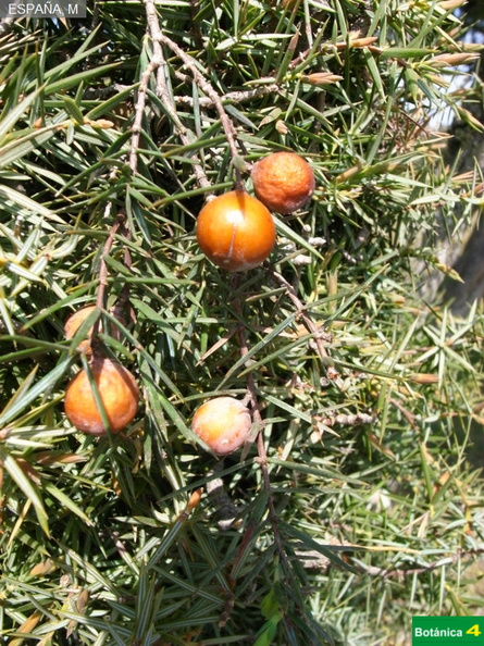 Juniperus oxycedrus fdl-3.jpg