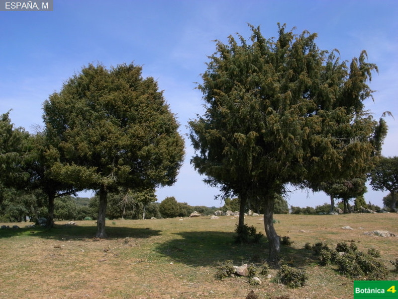 Juniperus oxycedrus fdl-4.jpg