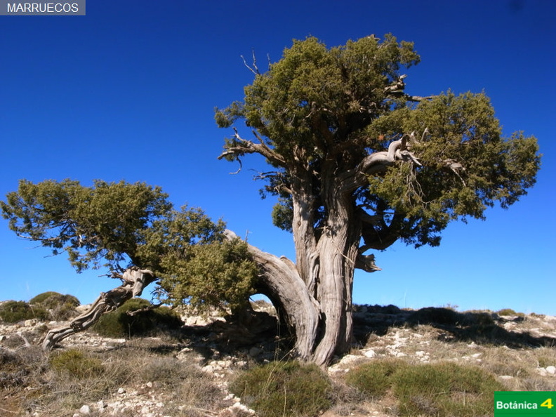 Juniperus oxycedrus fdl-6.jpg