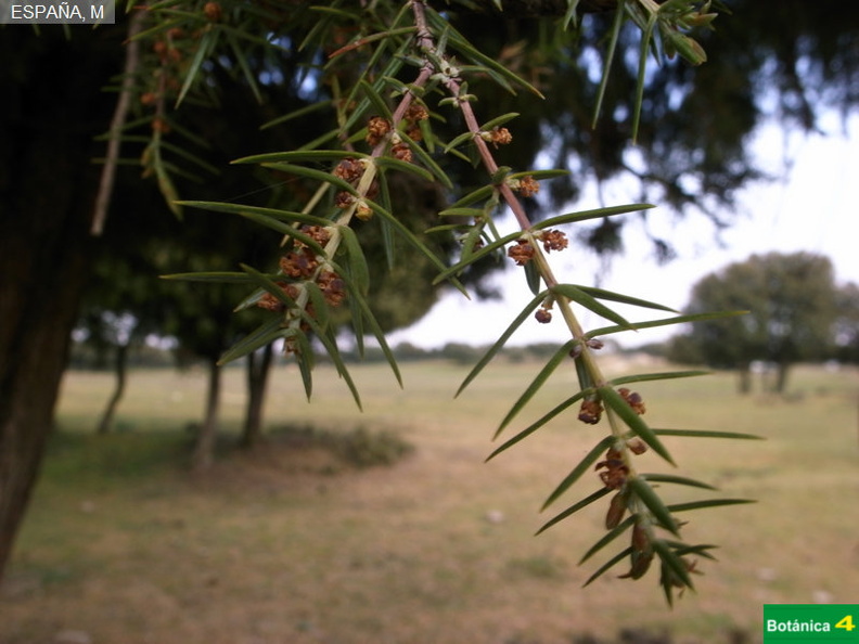 Juniperus oxycedrus fdl-5.jpg