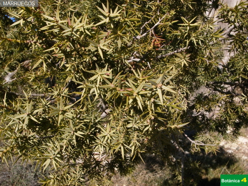 Juniperus oxycedrus fdl-7.jpg