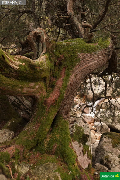 Juniperus oxycedrus fdl-8.jpg