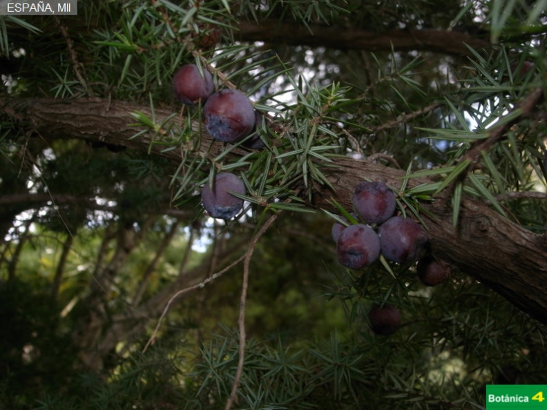 Juniperus oxycedrus subsp.jpg