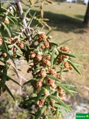 Juniperus oxycedrus, flor masculina