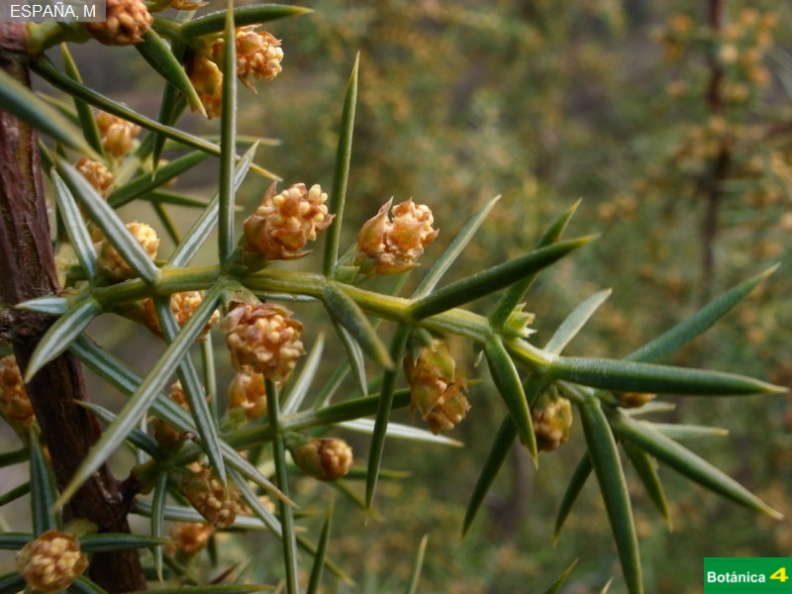 Juniperus oxycedrus, flor masculina fdl-1.jpg